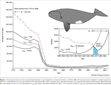 fin whale population size